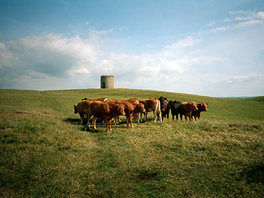 A field with brown cows and a historical landmark in the background